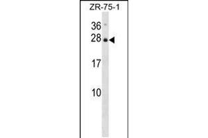 Image no. 2 for anti-Interleukin 25 (IL25) (AA 76-104) antibody (ABIN5531471)