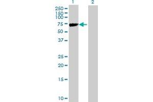 Image no. 1 for anti-Kelch-Like 2, Mayven (KLHL2) (AA 1-593) antibody (ABIN524697)