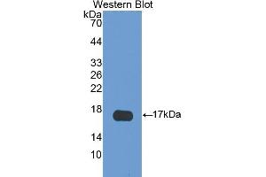 Image no. 1 for anti-S100 Calcium Binding Protein A3 (S100A3) (AA 1-101) antibody (ABIN1175366)