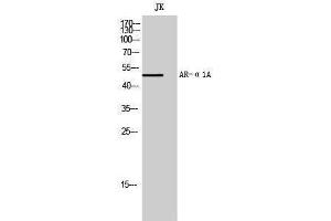 Image no. 1 for anti-Adrenoceptor alpha 1A (ADRA1A) (Internal Region) antibody (ABIN3180498)