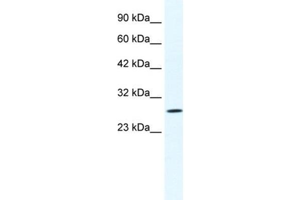 CLIC1 antibody  (N-Term)