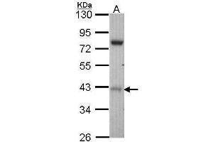 Image no. 2 for anti-serine/threonine Kinase 17a (STK17A) (Center) antibody (ABIN2855380)