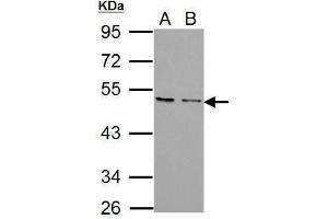 Image no. 4 for anti-Chemokine (C-X-C Motif) Receptor 7 (CXCR7) (Internal Region) antibody (ABIN2857021)