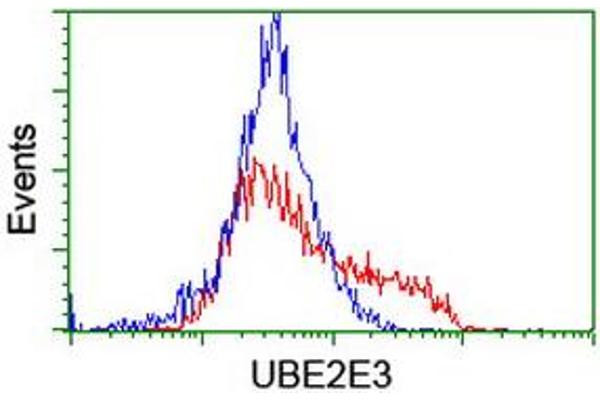 anti-Ubiquitin-Conjugating Enzyme E2E 3 (UBE2E3) antibody