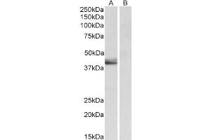 Image no. 2 for anti-serpin Peptidase Inhibitor, Clade B (Ovalbumin), Member 1 (SERPINB1) (AA 130-143) antibody (ABIN1782172)