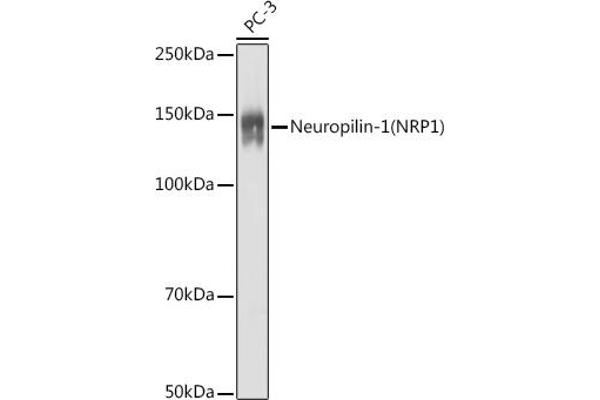 Neuropilin 1 antibody  (AA 21-250)