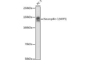 Neuropilin 1 antibody  (AA 21-250)