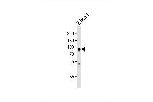 Image no. 2 for anti-Heat Shock Protein 90kDa alpha (Cytosolic), Class A Member 1 (HSP90AA1) (AA 229-263) antibody (ABIN1945096)