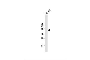 Image no. 3 for anti-Casein Kinase 1, gamma 2 (CSNK1G2) (AA 329-360), (C-Term) antibody (ABIN391602)