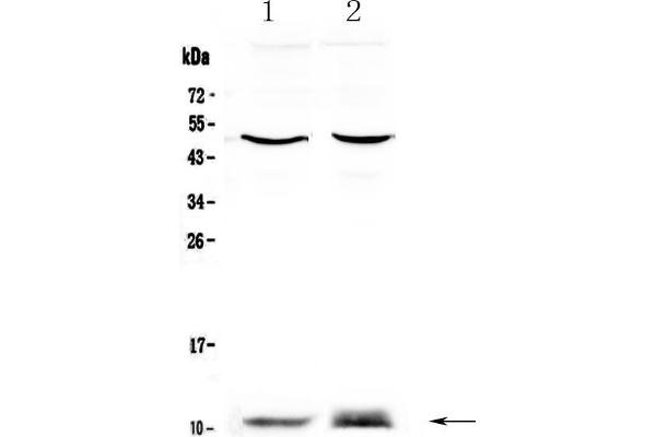 anti-S100 Calcium Binding Protein A10 (S100A10) (AA 4-94) antibody