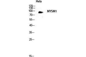 Image no. 3 for anti-Myb-Like, SWIRM and MPN Domains 1 (MYSM1) (Internal Region) antibody (ABIN3185748)