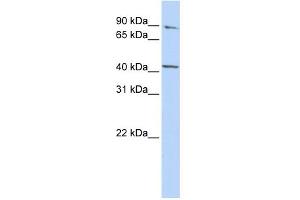 Image no. 1 for anti-Ferrochelatase (FECH) (Middle Region) antibody (ABIN2773789)