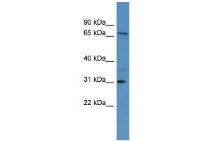 Image no. 1 for anti-Ral Guanine Nucleotide Dissociation Stimulator-Like 3 (RGL3) (Middle Region) antibody (ABIN2774138)
