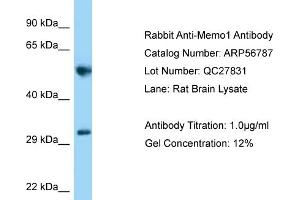 Image no. 1 for anti-Mediator of Cell Motility 1 (MEMO1) (C-Term) antibody (ABIN2774163)