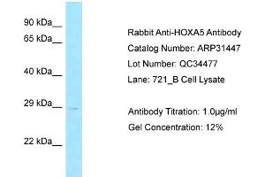 Image no. 1 for anti-Homeobox A5 (HOXA5) (Middle Region) antibody (ABIN2777305)