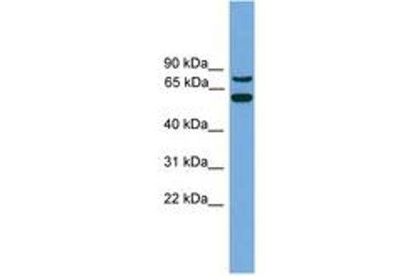 anti-YY1 Associated Protein 1 (YY1AP1) (C-Term) antibody