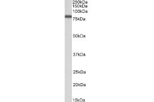 Image no. 1 for anti-Interferon Regulatory Factor 2 Binding Protein 1 (IRF2BP1) (AA 109-122) antibody (ABIN625817)