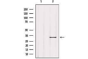 Image no. 3 for anti-Triple Functional Domain Protein (TRIO) antibody (ABIN6257891)