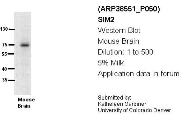 anti-Single-Minded Homolog 2 (SIM2) (N-Term) antibody