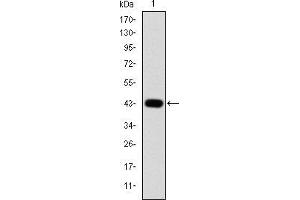 Image no. 2 for anti-Jun Proto-Oncogene (JUN) antibody (ABIN968994)