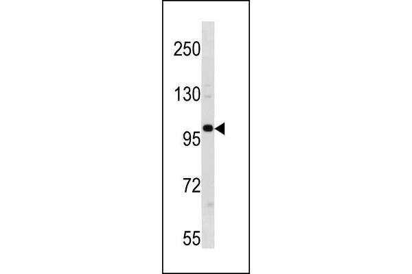 anti-Establishment of Cohesion 1 Homolog 1 (ESCO1) (AA 661-687), (C-Term) antibody
