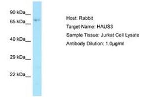 Image no. 1 for anti-HAUS Augmin-Like Complex, Subunit 3 (HAUS3) (AA 291-340) antibody (ABIN6749881)