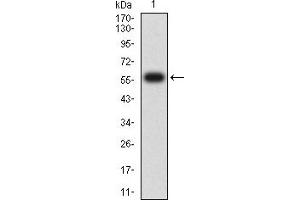 Image no. 1 for anti-T-cell surface glycoprotein CD1c (CD1C) (AA 18-302) antibody (ABIN5611307)
