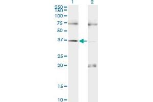 Image no. 3 for anti-Paired Box 9 (PAX9) (AA 205-300) antibody (ABIN518646)