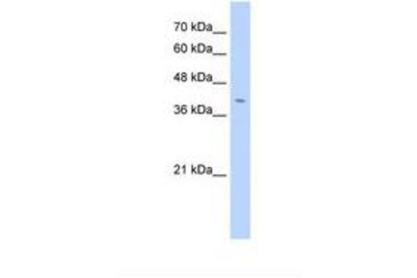 anti-Fibronectin Type III Domain Containing 3B (FNDC3B) (AA 250-299) antibody