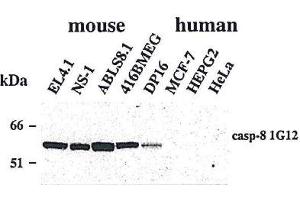 Image no. 1 for anti-Caspase 8 (CASP8) antibody (ABIN2745525)