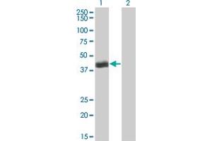 Image no. 1 for anti-Hepatic Leukemia Factor (HLF) (AA 1-295) antibody (ABIN561276)