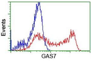 anti-Growth Arrest-Specific 7 (GAS7) antibody