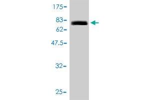 Image no. 4 for anti-Cleavage Stimulation Factor, 3' Pre-RNA, Subunit 2, 64kDa (CSTF2) (AA 1-577) antibody (ABIN560511)