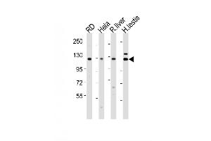 Image no. 4 for anti-Vinculin (VCL) (AA 12-39), (N-Term) antibody (ABIN391625)