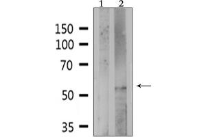 Image no. 3 for anti-Prostaglandin E Receptor 4 (Subtype EP4) (PTGER4) (Internal Region) antibody (ABIN6259076)