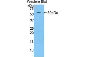 NAGLU antibody  (AA 429-710)