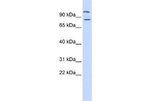 Image no. 1 for anti-Diacylglycerol Lipase, beta (DAGLB) (Middle Region) antibody (ABIN636059)