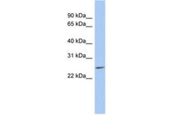 LYPD5 anticorps  (AA 35-84)