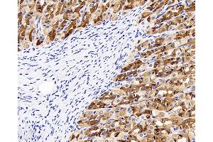Immunohistochemistry analysis of paraffin-embedded rat stomach using CK-8 Polyclonal Antibody at dilution of 1:300.
