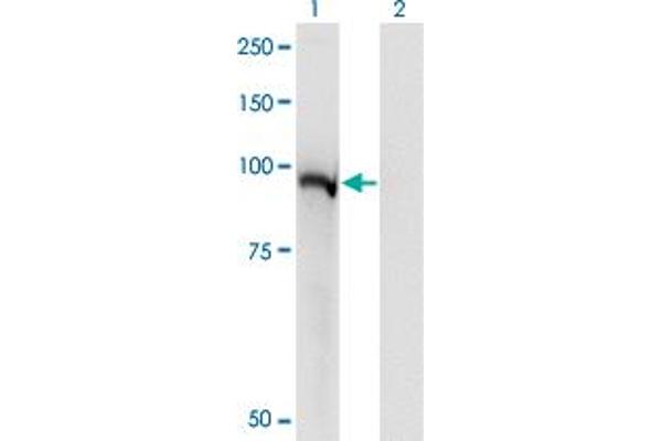 anti-Signal Transducer and Activator of Transcription 5A (STAT5A) (AA 1-104) antibody