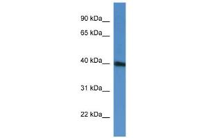 Image no. 1 for anti-PRP38 Pre-mRNA Processing Factor 38 (Yeast) Domain Containing A (PRPF38A) (C-Term) antibody (ABIN2774293)