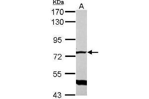 Image no. 2 for anti-Glomulin, FKBP Associated Protein (GLMN) (Center) antibody (ABIN2855548)