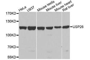Image no. 2 for anti-Ubiquitin Specific Peptidase 26 (USP26) antibody (ABIN6150012)