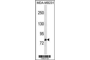 Western Blotting (WB) image for anti-Cyclin M3 (CNNM3) (Center) antibody (ABIN2160200)