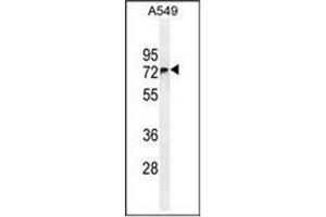 Image no. 3 for anti-F-Box Protein 24 (FBXO24) (AA 118-145), (Middle Region) antibody (ABIN952285)