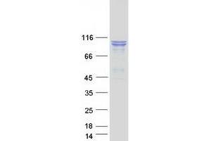 Image no. 1 for SEC24 Family, Member D (S. Cerevisiae) (SEC24D) protein (Myc-DYKDDDDK Tag) (ABIN2731577)
