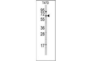 Image no. 1 for anti-Cytochrome P450, Family 4, Subfamily X, Polypeptide 1 (CYP4X1) (N-Term) antibody (ABIN360252)