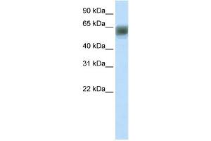 Image no. 1 for anti-AT Rich Interactive Domain 3B (BRIGHT-Like) (ARID3B) (N-Term) antibody (ABIN2775698)