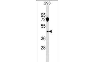 SGCA Antibody (Center) (ABIN1538155 and ABIN2848855) western blot analysis in 293 cell line lysates (35 μg/lane).