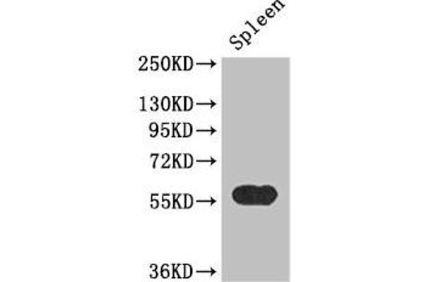 KYNU antibody  (AA 99-214)